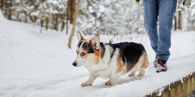 Perfekt ausgestattet für Schnee und Eis: Diese Hunde-Gadgets sind für Winterspaziergänge ein Muss