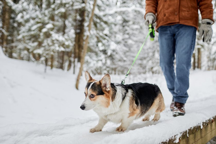 Cute corgi dog walking on leash with owner in winter forest