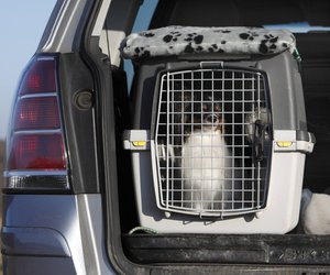 Bei Amazon gibt es diese beliebte Transportbox für Haustiere jetzt zum Schnäppchenpreis