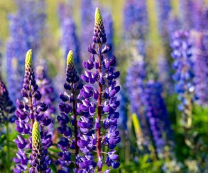 Lupinen&#x20;in&#x20;der&#x20;Schwangerschaft&#x3A;&#x20;Sind&#x20;sie&#x20;erlaubt&#x20;oder&#x20;wird&#x20;von&#x20;ihrem&#x20;Verzehr&#x20;abgeraten&#x3F;