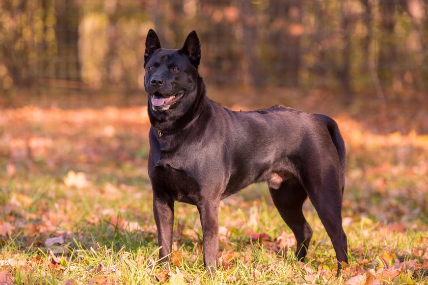 Thai Ridgeback