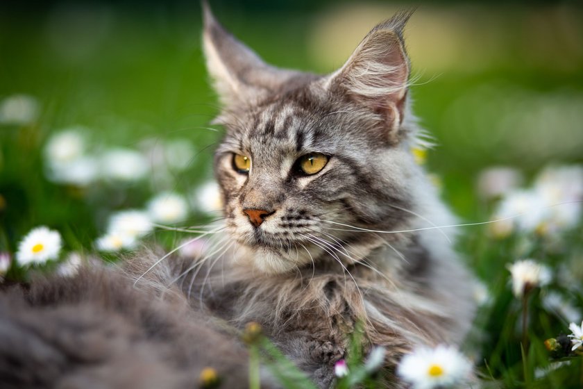 Maine Coon in einem Gänseblümchenfeld