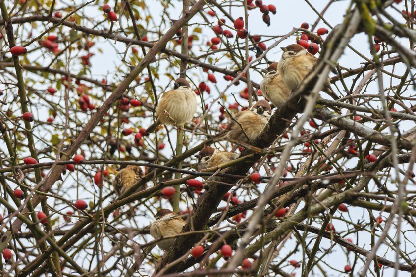 A few sparrows are perched among red rosehips on a cold autumn day, blurred background