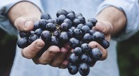 Weintrauben waschen: Darauf solltet ihr achten