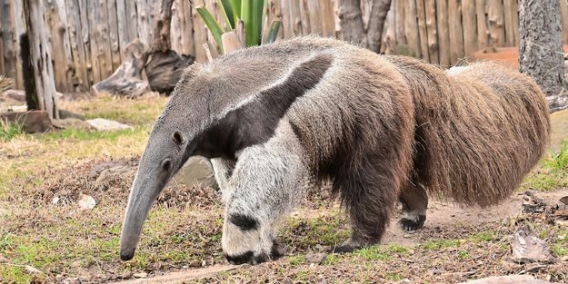 Ist der Ameisenbär ein Bär? Alles zur biologischen Zuordnung