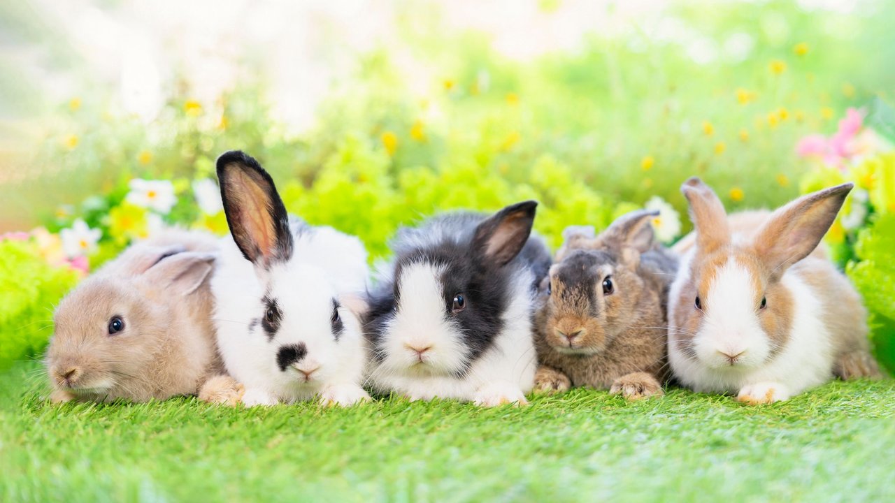 5 junge Kaninchen auf einer Wiese - Kaninchen No Gos