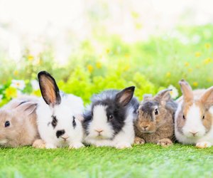 Kaninchen-Test: Kannst du alle Fragen über die süßen Langohre beantworten?