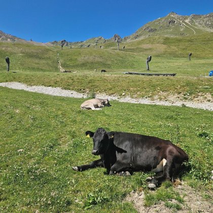 Ötztal mit Kindern: Kühe, egal ob von nah oder fern, erfreuen Kinder jedes Mal wieder.