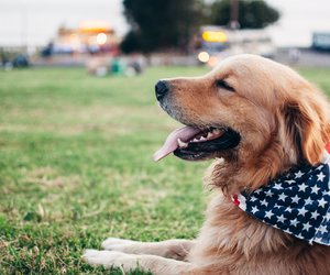 Salbei für den Hund: Fördert das Kraut die Gesundheit? 