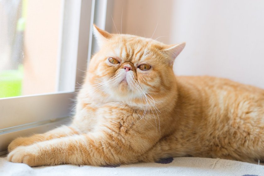 Exotic Shorthair