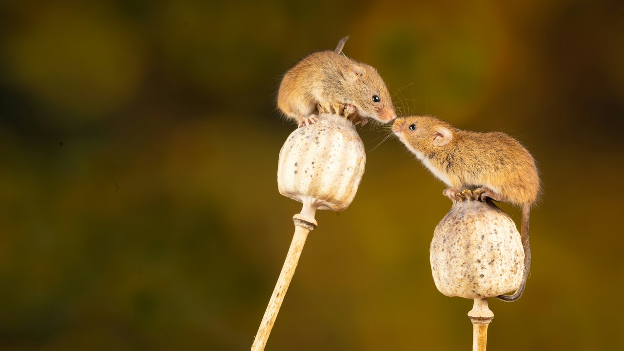 Mäuse sind bekannte Tiere mit dem Buchstaben „M“.