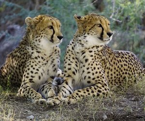 Was ist der Unterschied zwischen einem Gepard und einem Leopard?