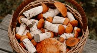 Wo und wann Pilze sammeln? Wir verraten dir tolle Tipps