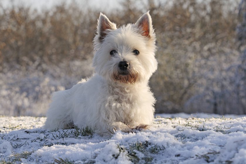 West Highland White Terrier