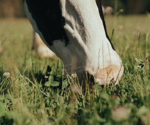 Welche Tiere sind Wiederkäuer und was haben sie gemeinsam?