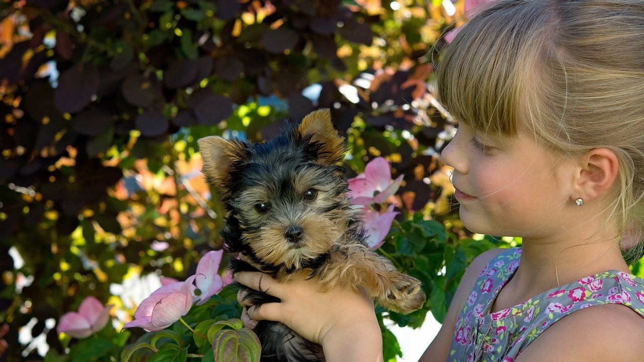 Terrier gehören nicht zu den langlebigsten Hunderassen, sind aber beliebte Familienhunde.