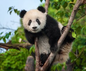 Wo leben Pandas? Die Heimat der großen schwarz-weißen Bären
