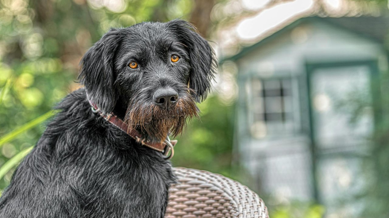 Deutsch Drahthaar sind große und athletische Hunde.