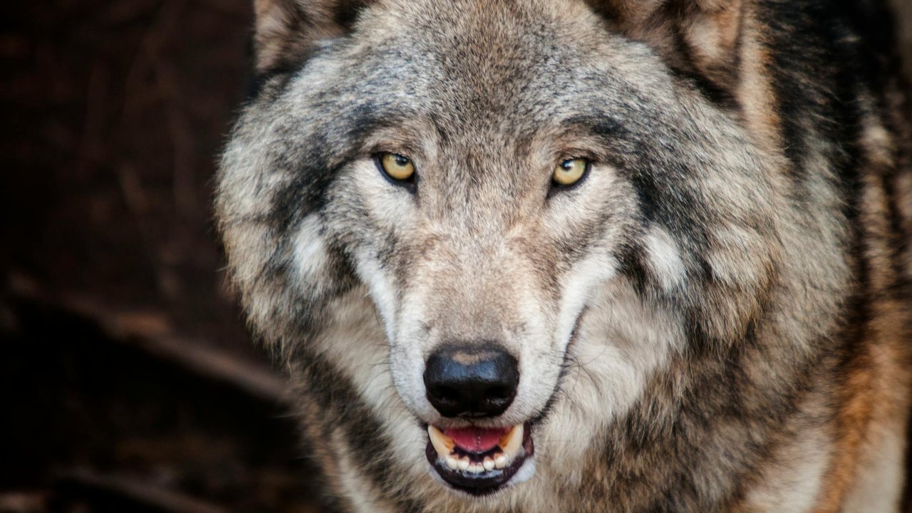 Wölfe können sehr differenziert kommunizieren.