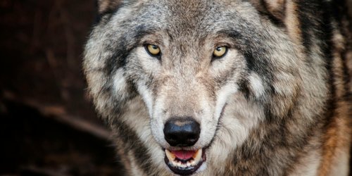 Können Wölfe bellen? Einfach erklärt