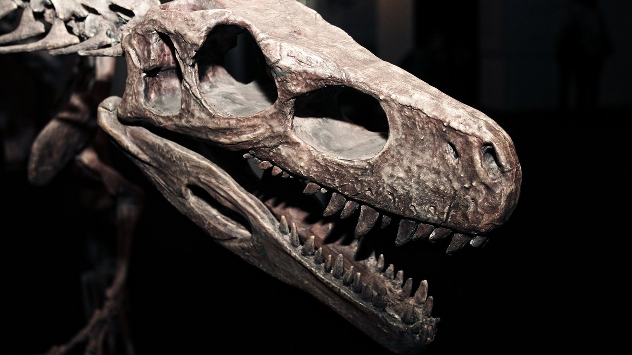 Anhand von Knochenfunden lässt sich ermitteln, ob ein Dino Fleischfresser oder Pflanzenfresser war.