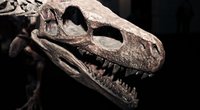 Dieser Dinosaurier hatte Platz für mehr als 500 Zähne in seinem Kiefer