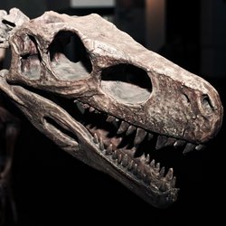 Dinosaurier biss mit mehr als 500 Zähnen in seine Nahrung