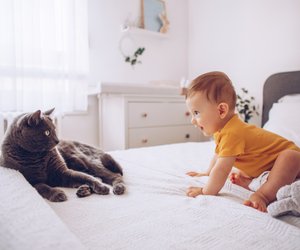 Katze und Baby: Geht das?