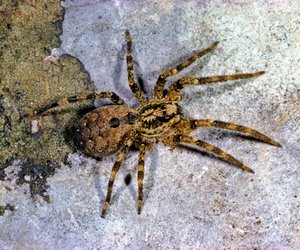 Nosferatu-Spinne: Wie giftig ist die Spinne wirklich?
