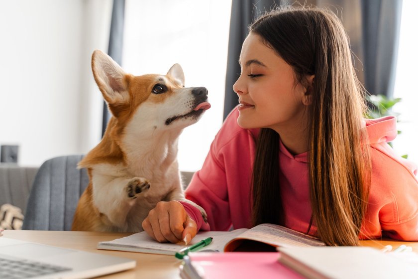 Mädchen spielt mit ihrem kleinen Hund während den Hausaufgaben