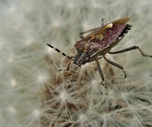 Können Wanzen fliegen? Die Antwort überrascht
