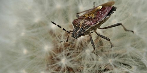 Können Wanzen fliegen? Die Antwort überrascht