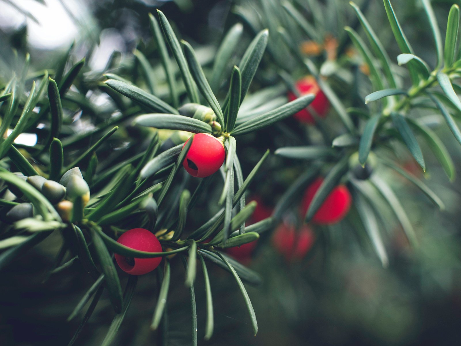 Ist die Eibe giftig? Das solltest du ber die Zierpflanze wissen