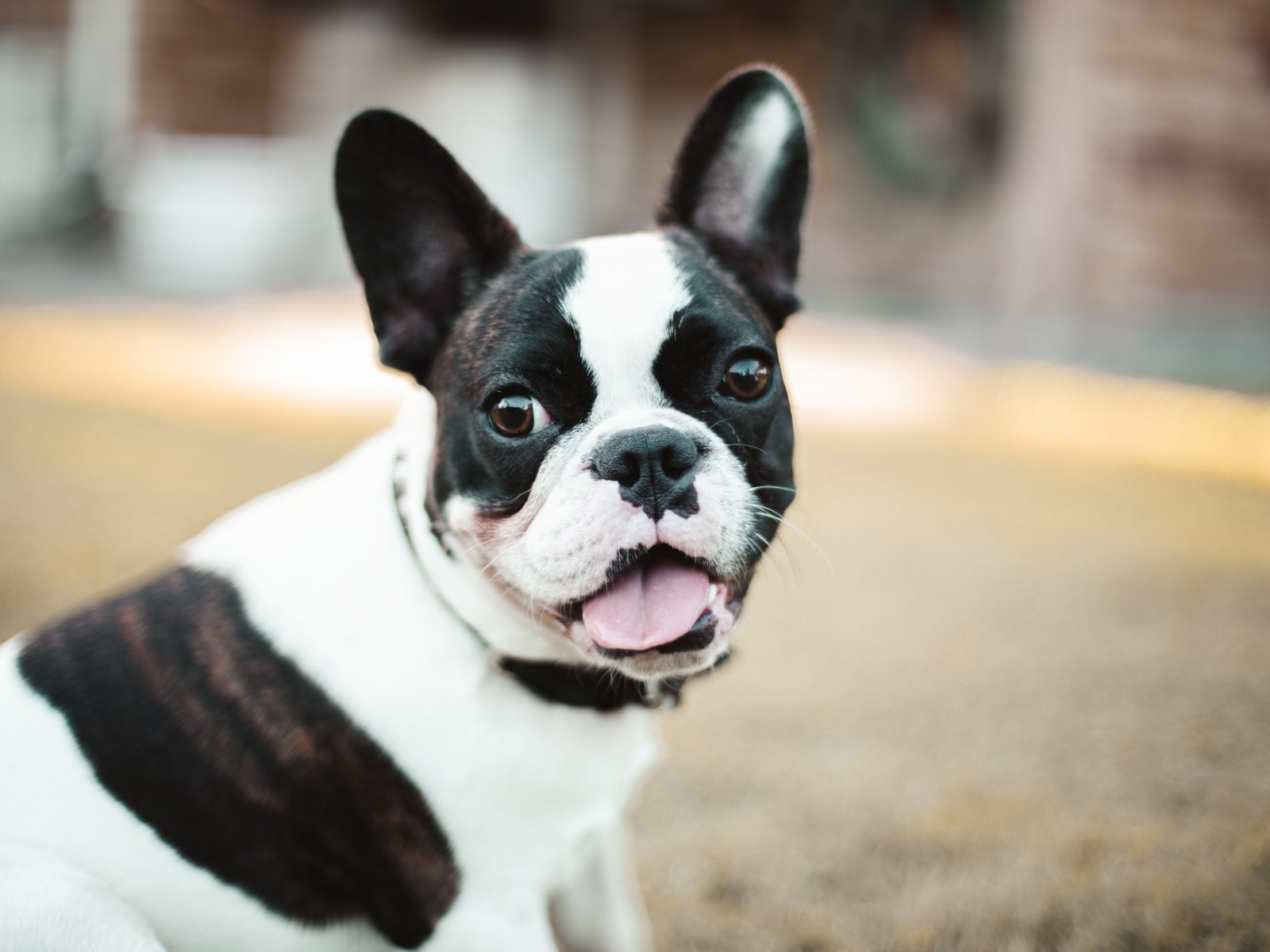 Welche Arten der französischen Bulldogge gibt es? (Hund