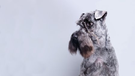 Kerry Blue Terrier Kerry Blue Terrier