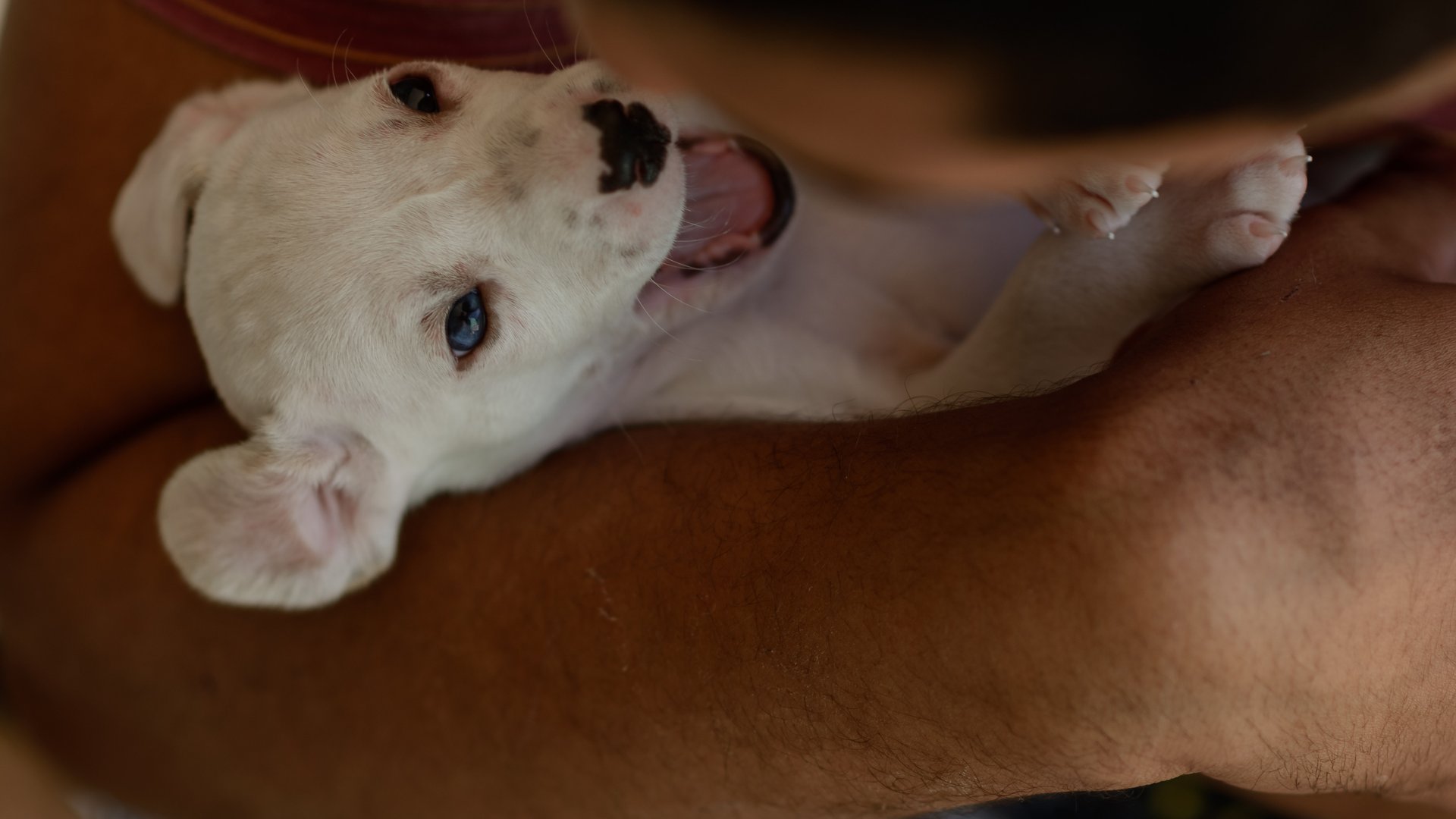 Dürfen Hunde Oliven fressen? Das solltest du wissen