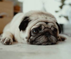 Können Hunde weinen? So zeigen Vierbeiner ihre Gefühle