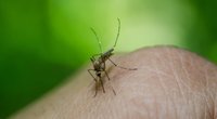 Wie lange leben Mücken und was ist ihre liebste Blutgruppe?