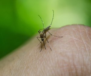 Wie lange leben Mücken und was ist ihre liebste Blutgruppe?