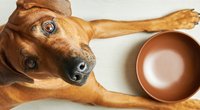 Backen und Kochen für Hunde: 9 coole Rezepte für unsere Fellnasen