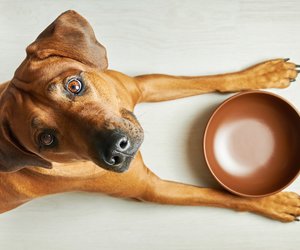 Backen und Kochen für Hunde: 9 köstliche Rezepte für eure Vierbeiner