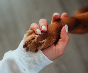 Für Hundepfötchen: Dieses Amazon-Ding reinigt die Pfoten deines Hundes