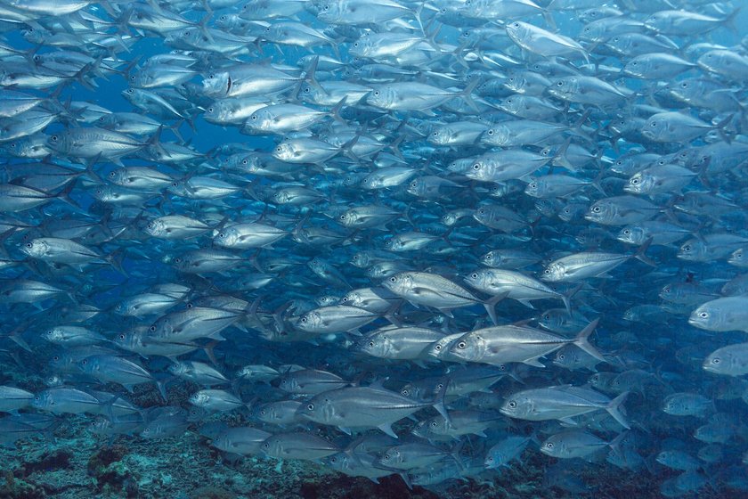 Fischschwarm im Meer