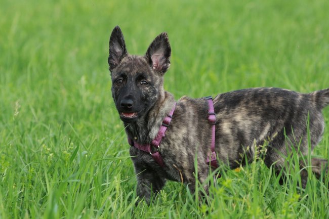 Holländischer Schäferhund mit Geschirr.