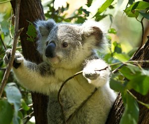 Was essen Koalas und müssen sie auch Wasser trinken?