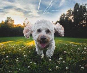 Terrier-Rassen: Kleine Hunde ganz groß