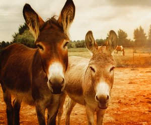 Esel als Haustier: Ist die Haltung erlaubt und möglich?