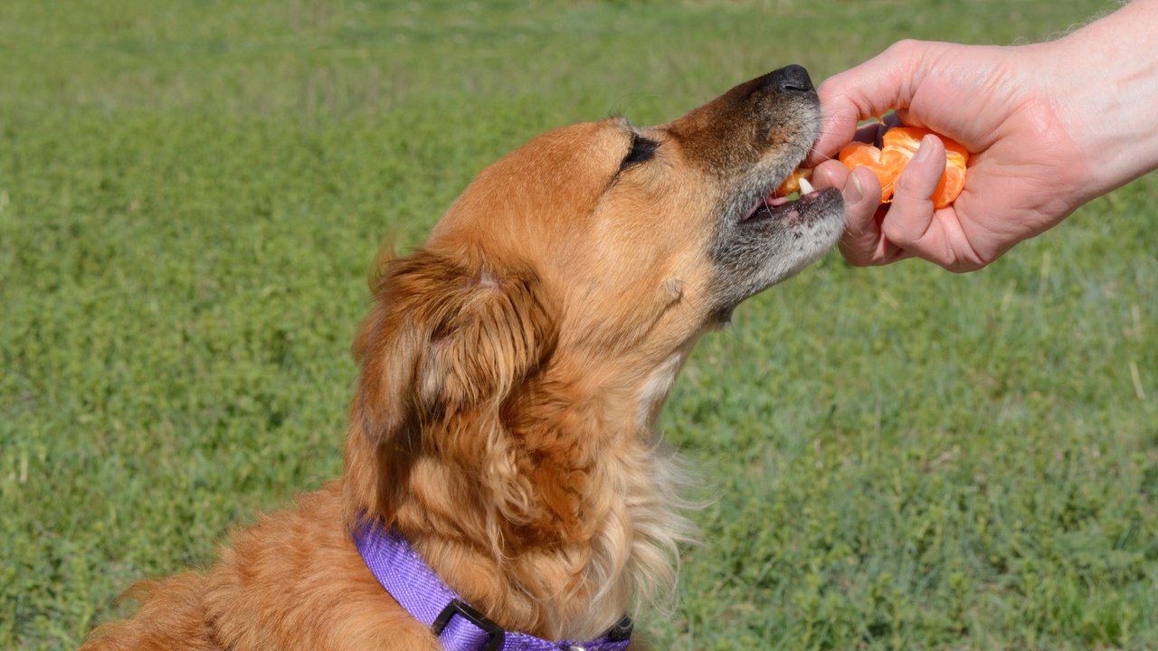 Viele Hunde mögen den Geschmack von Mandarinen.