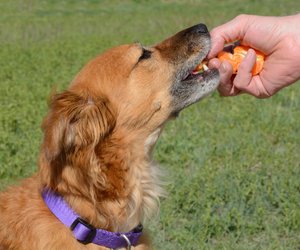 Dürfen Hunde Mandarinen fressen? Darauf solltest du achten