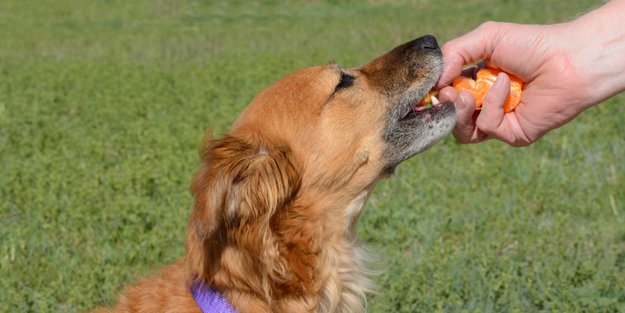 Dürfen Hunde Mandarinen fressen? Darauf solltest du achten